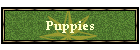 Puppies